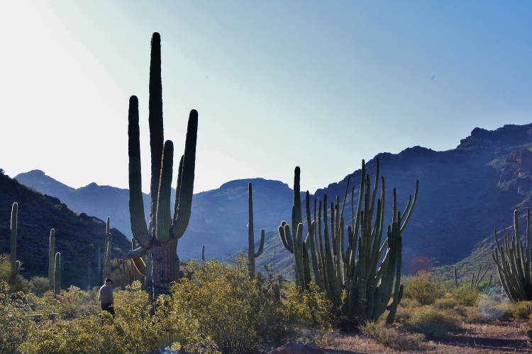 the desert terrain